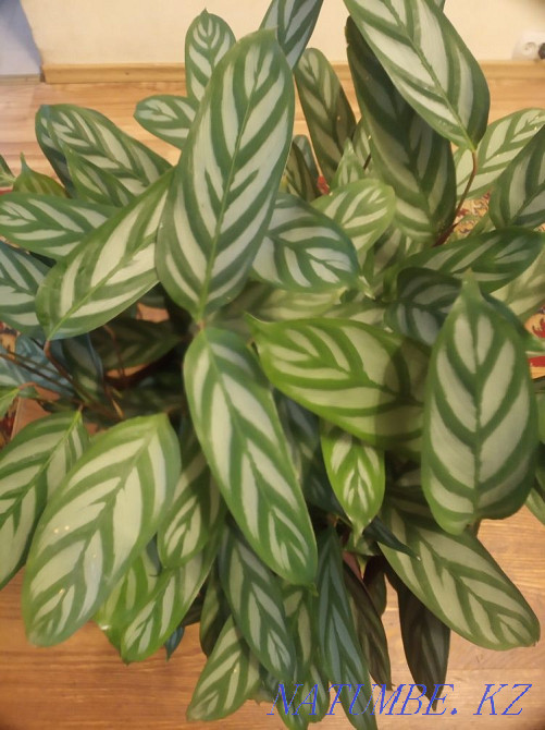 Calathea 20 thousand Height 60 cm Almaty - photo 2