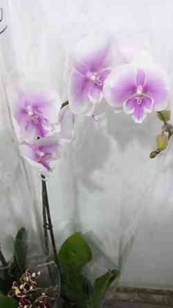 Редкие Орхидеи!!!  Павлодар 