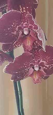 Редкие Орхидеи!!! Pavlodar