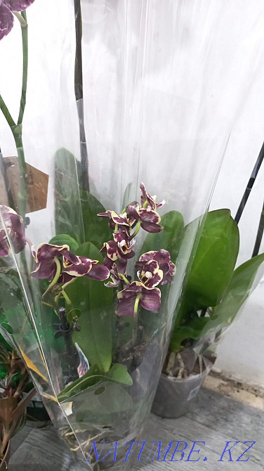 Редкие Орхидеи!!! Павлодар - изображение 3