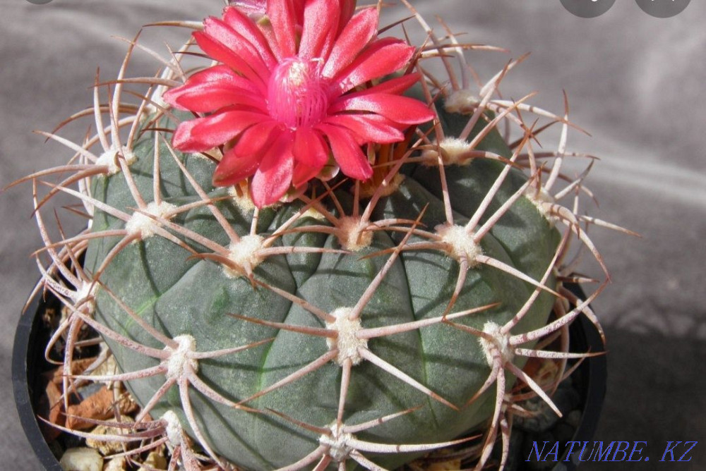 Редкие Орхидеи!!! Павлодар - изображение 7