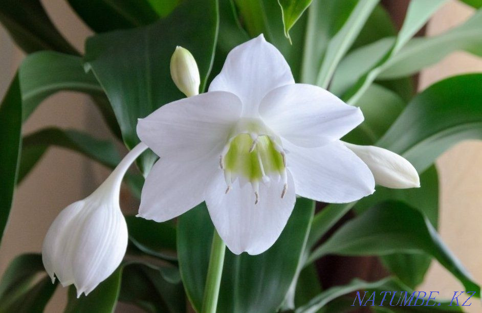 Евхариді қарапайым түрде сатыңыз  Қарағанды - изображение 1