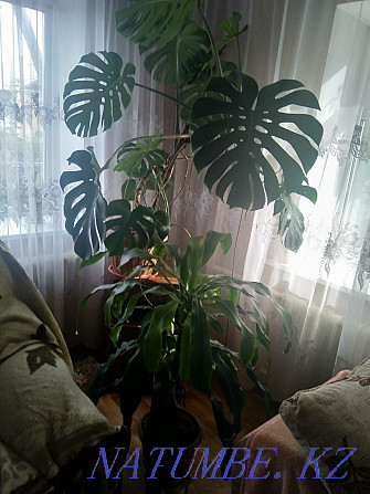 Monstera is gorgeous, there are shoots Karagandy - photo 2