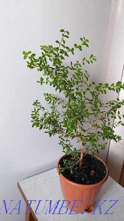 БІЗДІҢ INAGUENSIS (MINI TEA) - Сирек кездесетін, экзотикалық өсімдік.  Алматы - изображение 7
