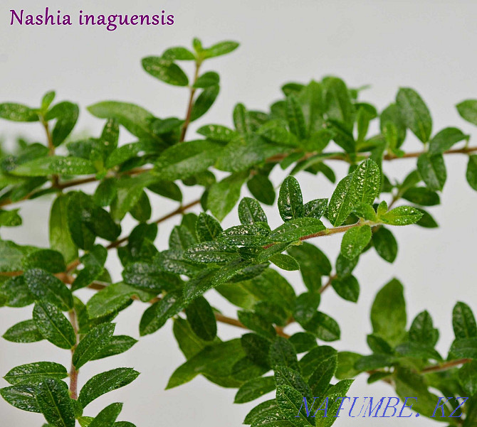 OUR INAGUENSIS (MINI TEA) - Rare, Exotic Plant. Almaty - photo 5