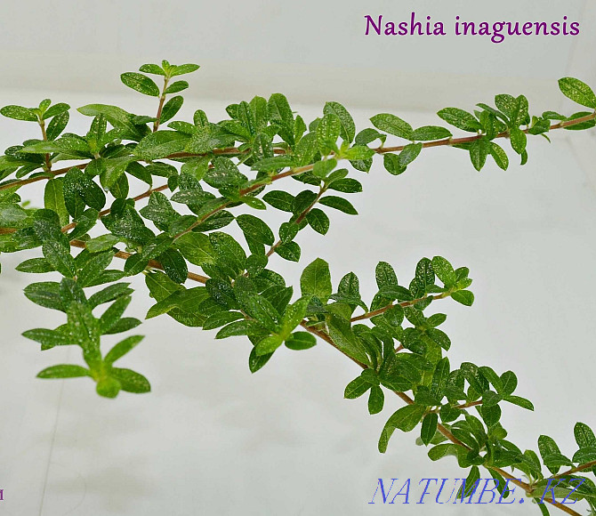 OUR INAGUENSIS (MINI TEA) - Rare, Exotic Plant. Almaty - photo 6