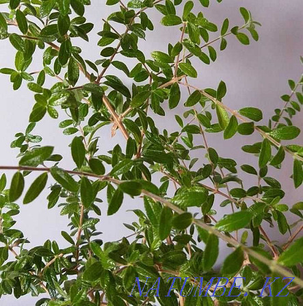 OUR INAGUENSIS (MINI TEA) - Rare, Exotic Plant. Almaty - photo 4
