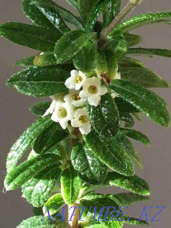 БІЗДІҢ INAGUENSIS (MINI TEA) - Сирек кездесетін, экзотикалық өсімдік.  Алматы - изображение 1