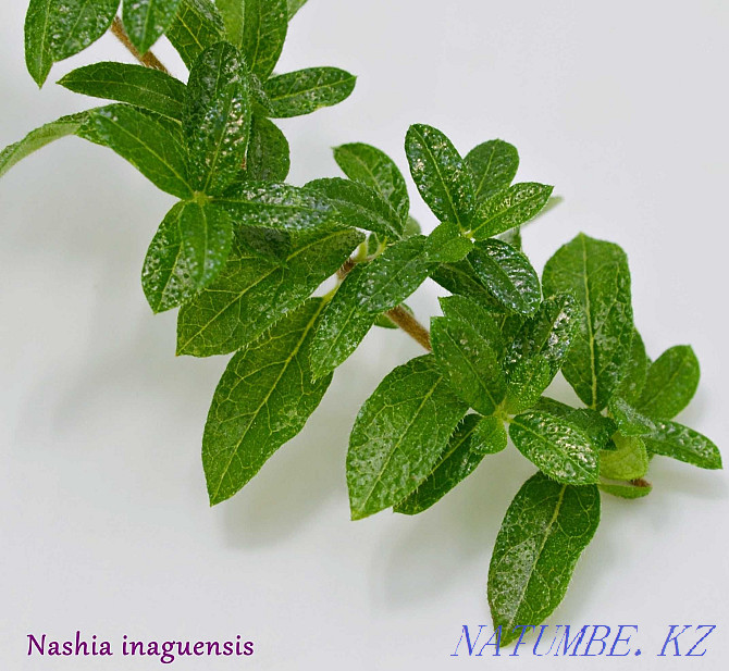 OUR INAGUENSIS (MINI TEA) - Rare, Exotic Plant. Almaty - photo 3