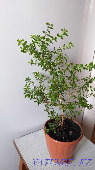 OUR INAGUENSIS (MINI TEA) - Rare, Exotic Plant. Almaty - photo 7