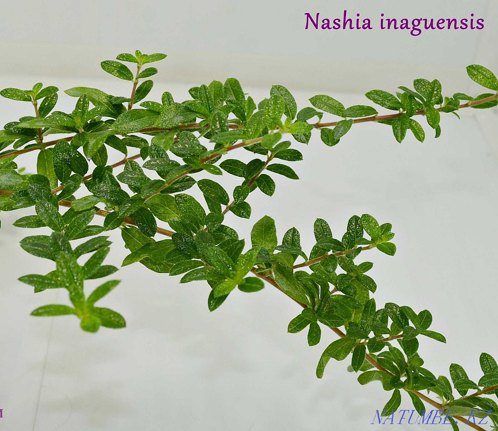 OUR INAGUENSIS (MINI TEA) - Rare, Exotic Plant. Almaty - photo 6