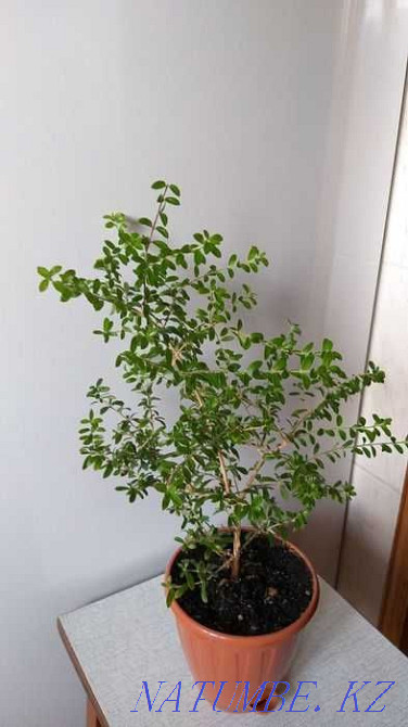 OUR INAGUENSIS (MINI TEA) - Rare, Exotic Plant. Almaty - photo 2