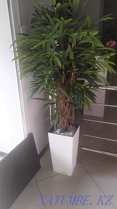 Үйге, кеңселерге сәндік ағаштар сатамын  Алматы - изображение 2