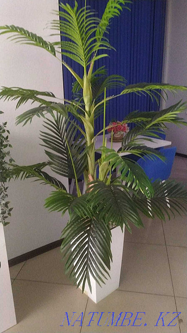 Үйге, кеңселерге сәндік ағаштар сатамын  Алматы - изображение 1