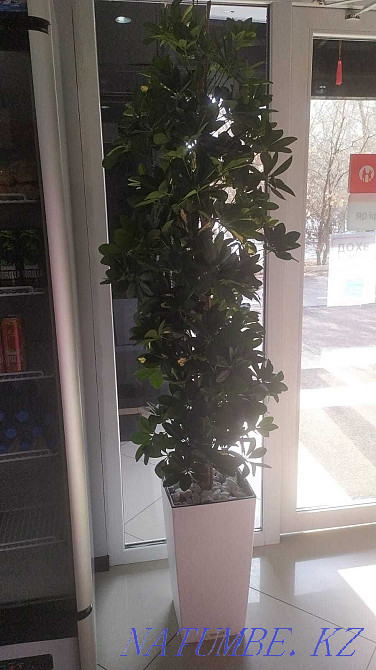 Үйге, кеңселерге сәндік ағаштар сатамын  Алматы - изображение 3