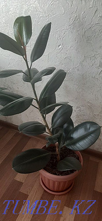Sell indoor plants  - photo 7