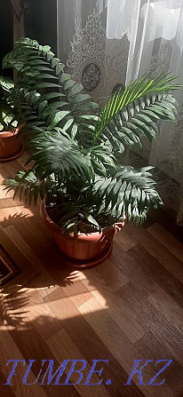 Sell indoor plants  - photo 5