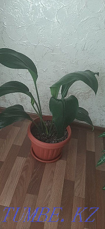 Sell indoor plants  - photo 6