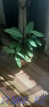 Sell indoor plants  - photo 2