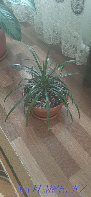 Sell indoor plants  - photo 4