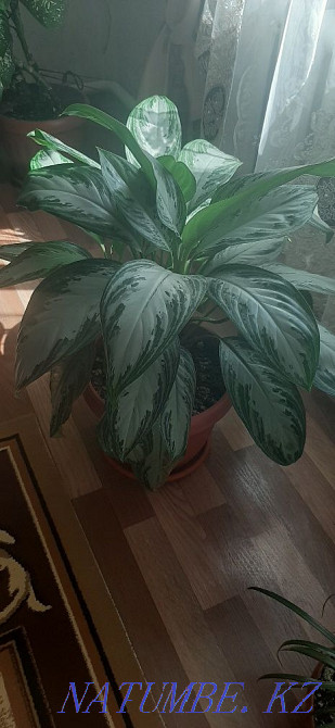 Sell indoor plants  - photo 1
