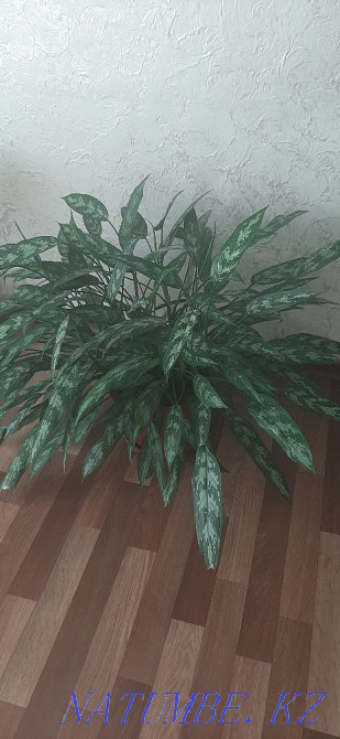 Sell indoor plants  - photo 3