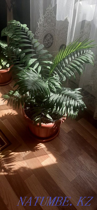 Sell indoor plants  - photo 5