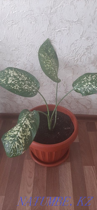 Sell indoor plants  - photo 8