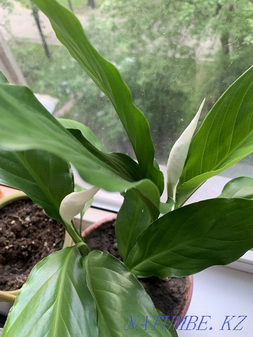 Spathiphyllum, female happiness Almaty - photo 1