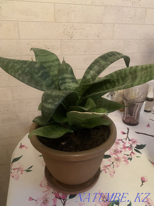 Сансеверия  Алматы - изображение 1