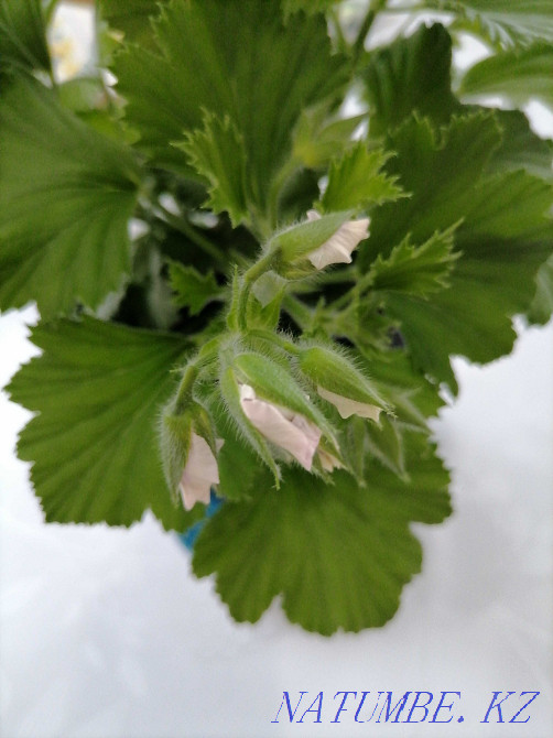 Комнатные цветы герань королевская Кокшетау - изображение 2