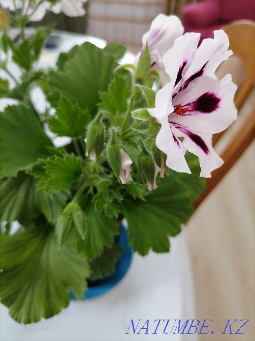 Комнатные цветы герань королевская Кокшетау - изображение 3