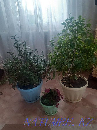 We sell indoor plants. Semey - photo 2