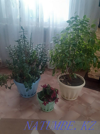 We sell indoor plants. Semey - photo 3