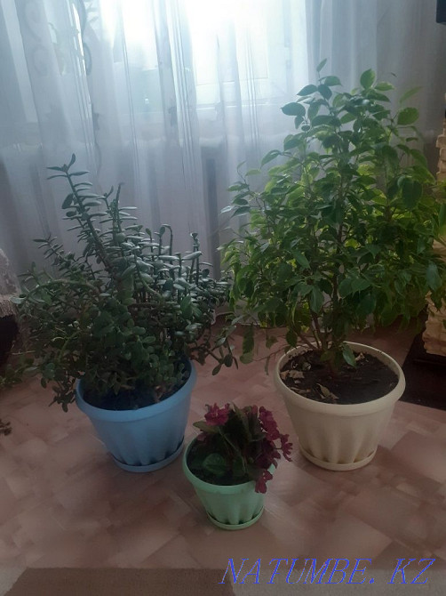 We sell indoor plants. Semey - photo 2