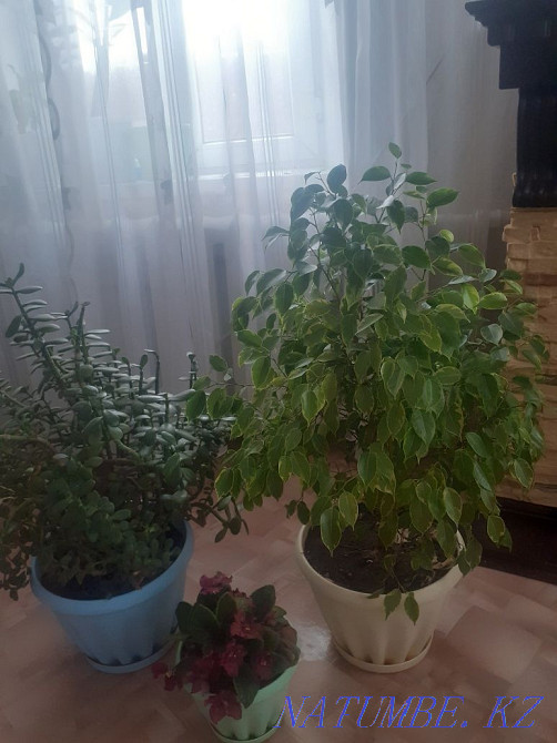 We sell indoor plants. Semey - photo 1