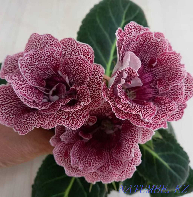Gloxinia leaves  - photo 5