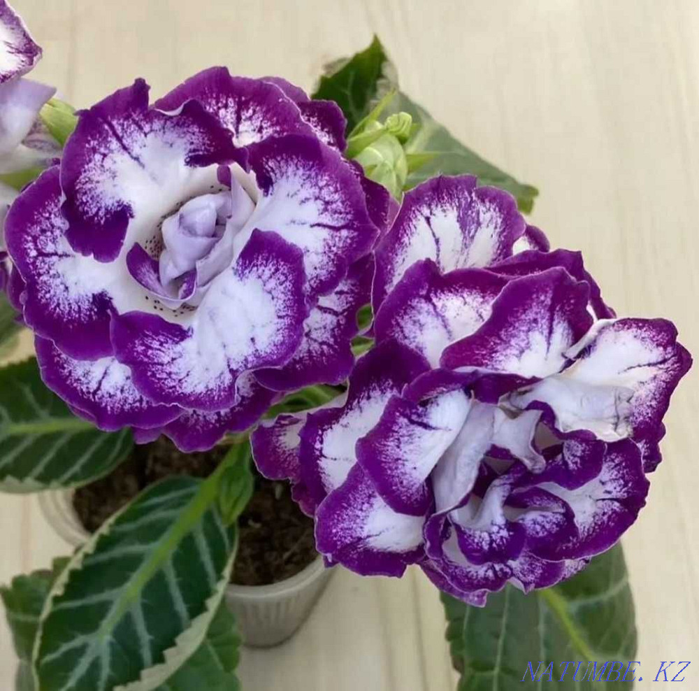 Gloxinia leaves  - photo 6
