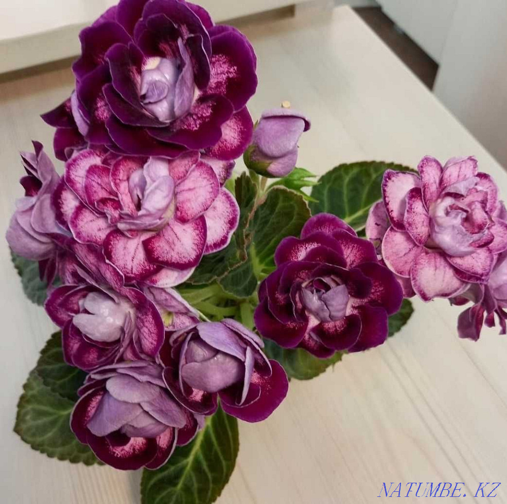 Gloxinia leaves  - photo 4