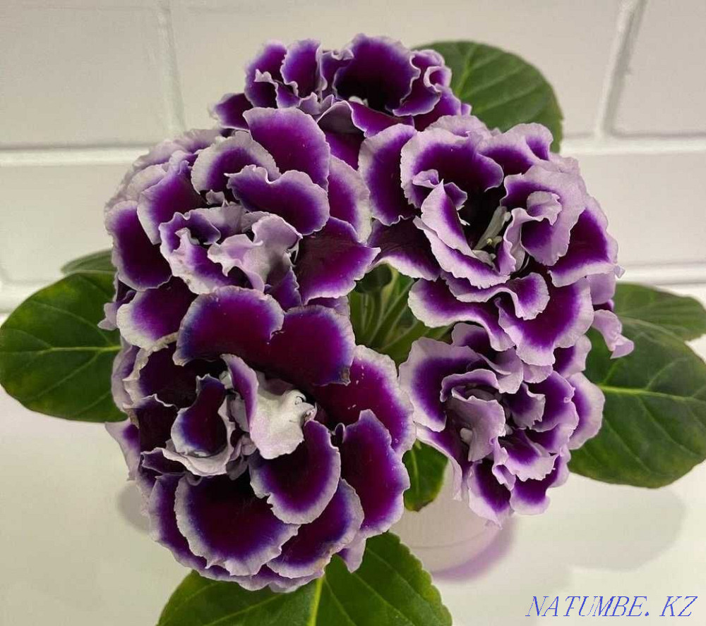 Gloxinia leaves  - photo 1