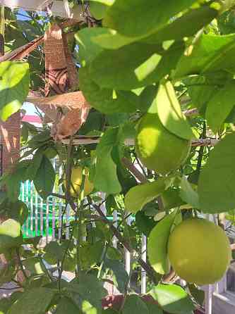 Лимон дерево продам Taraz