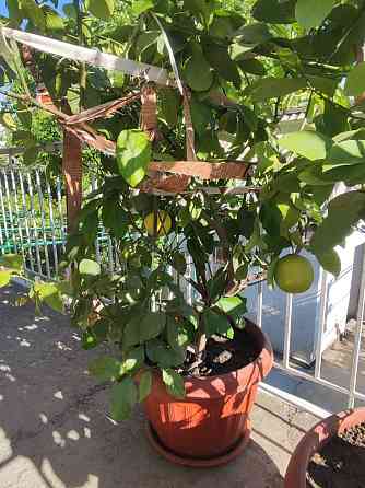 Лимон дерево продам Тараз