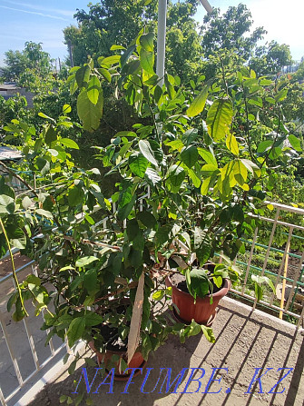 lemon tree sell Taraz - photo 6