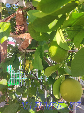 lemon tree sell Taraz - photo 5