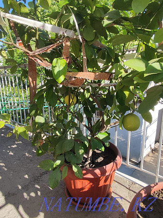 lemon tree sell Taraz - photo 1