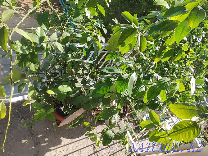 lemon tree sell Taraz - photo 4