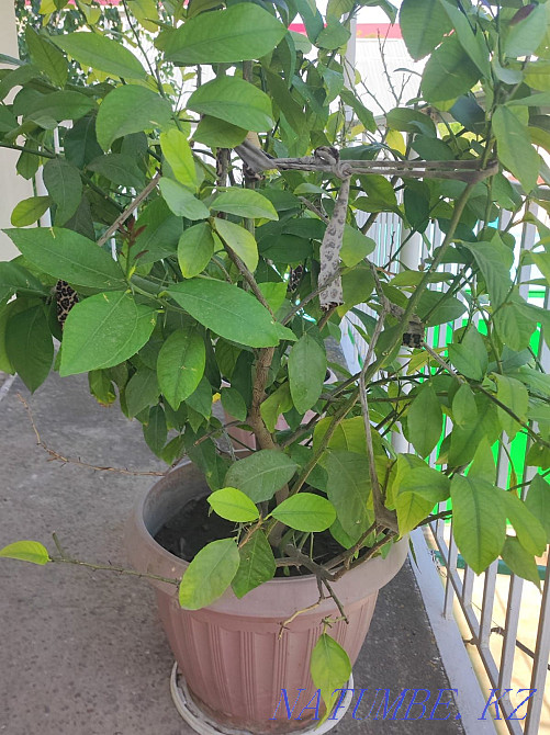lemon tree sell Taraz - photo 8
