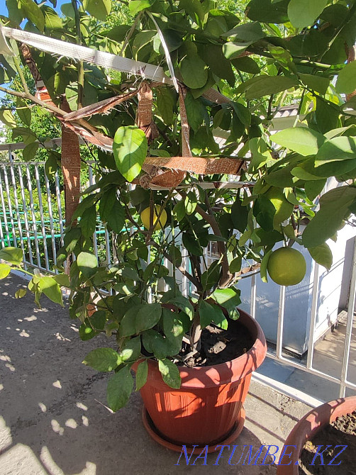 lemon tree sell Taraz - photo 1