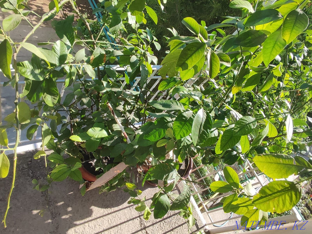 lemon tree sell Taraz - photo 4