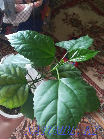 Hibiscus and Graptophyllum Balqash - photo 2